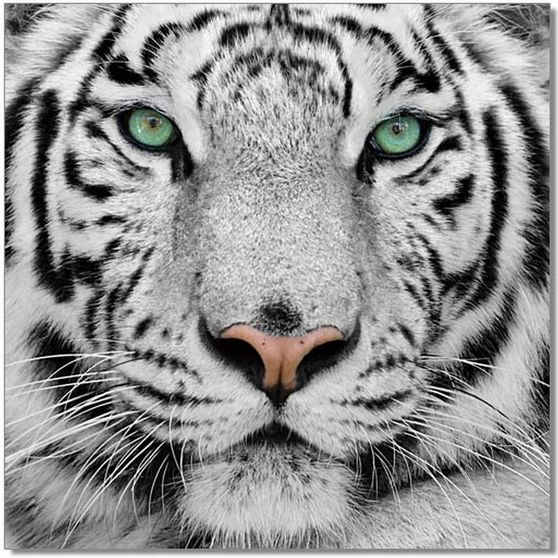 Tiger premium acrylic wall art