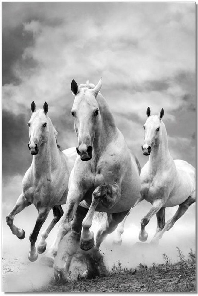 Galloping horses premium acrylic wall art by J&M