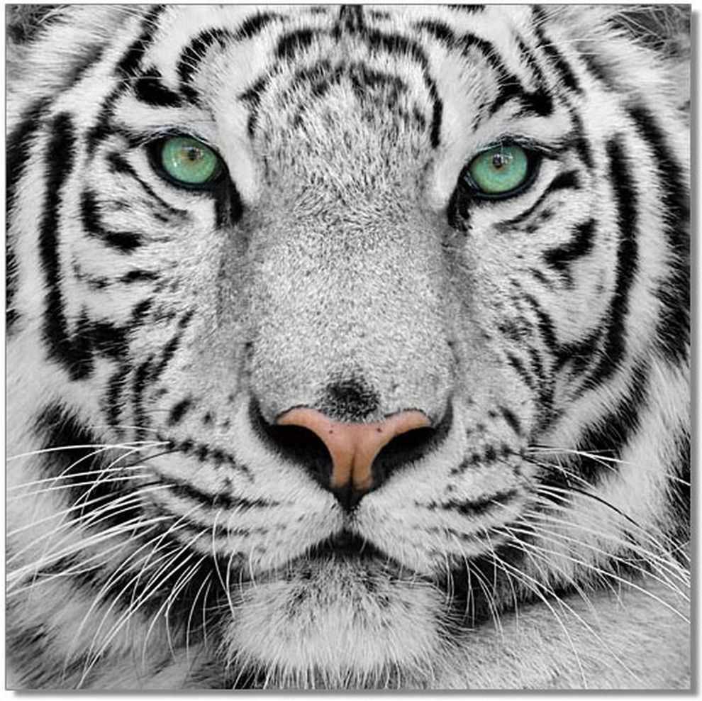 Tiger premium acrylic wall art by J&M