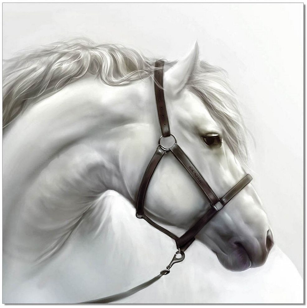 White horse premium acrylic wall art by J&M