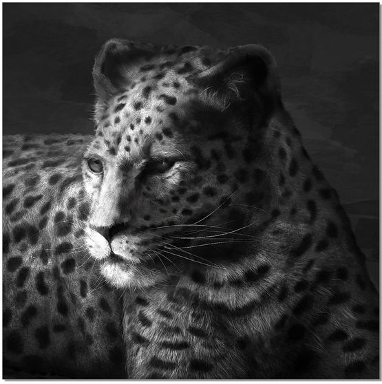 Cheetah premium acrylic wall art