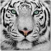 Tiger Tiger premium acrylic wall art