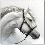 White horse premium acrylic wall art main photo